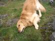 bad dog